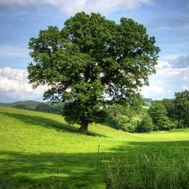 Fotoschilderij landschap eik boom